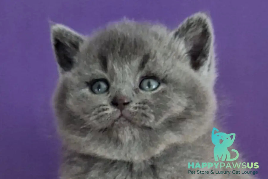 Janeta British Shorthair female blue - live animals