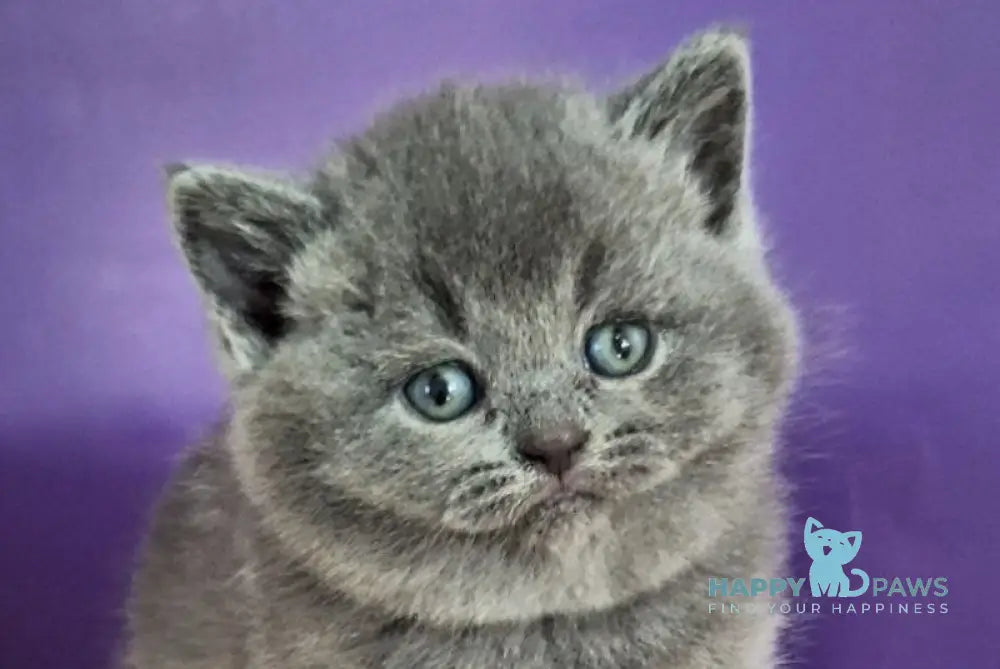 Janeta British Shorthair female blue - live animals