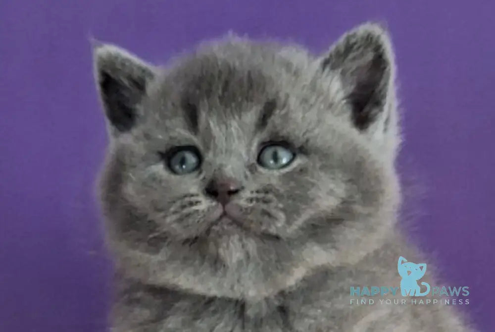 Janeta British Shorthair female blue - live animals