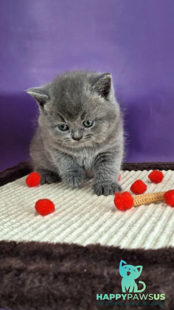 Janeta British Shorthair female blue - live animals