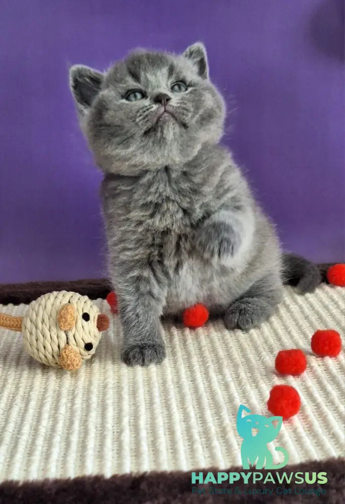 Janeta British Shorthair female blue - live animals