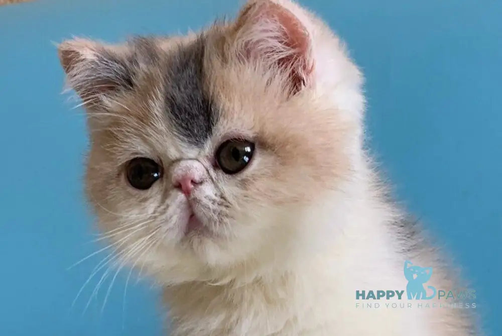 Janna Exotic female blue tortie bicolour live animals