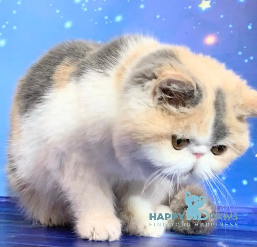 Janna Exotic female blue tortie bicolour live animals