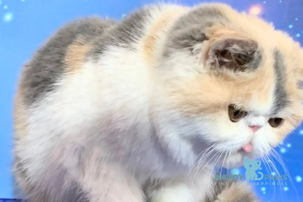 Janna Exotic female blue tortie bicolour live animals