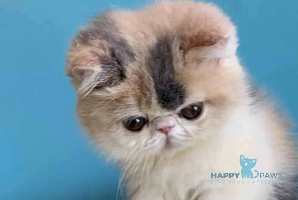 Janna Exotic female blue tortie bicolour live animals