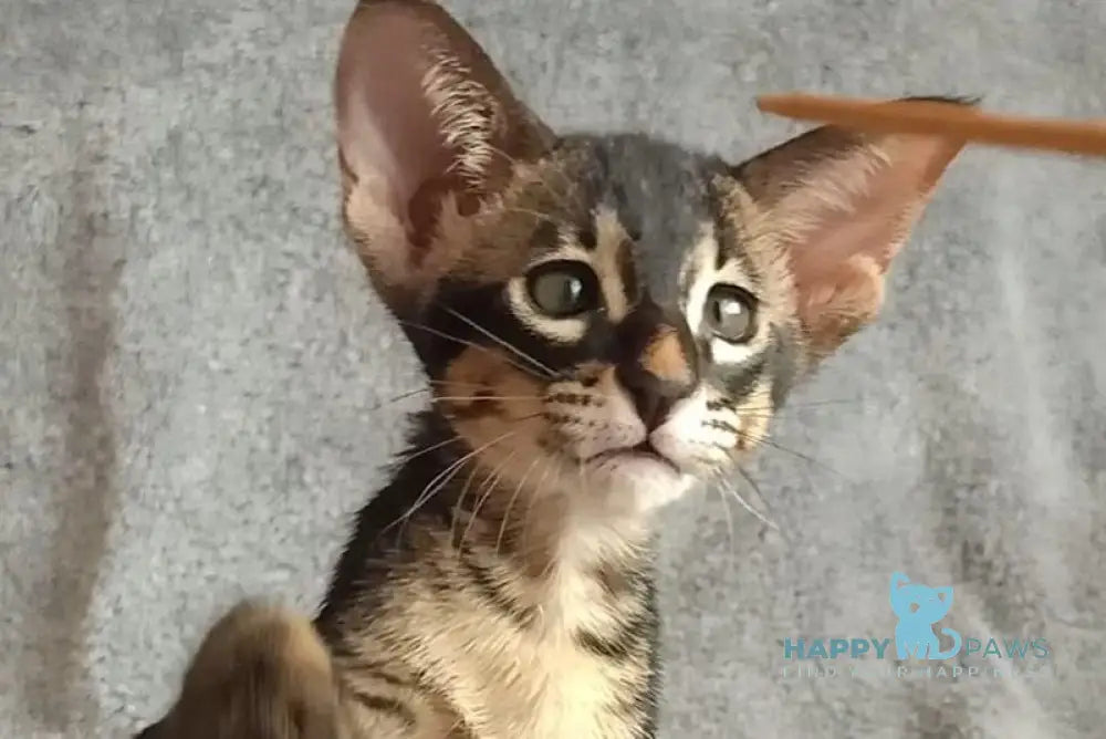 Jar Urala Oriental Shorthair male black charcoal live animals