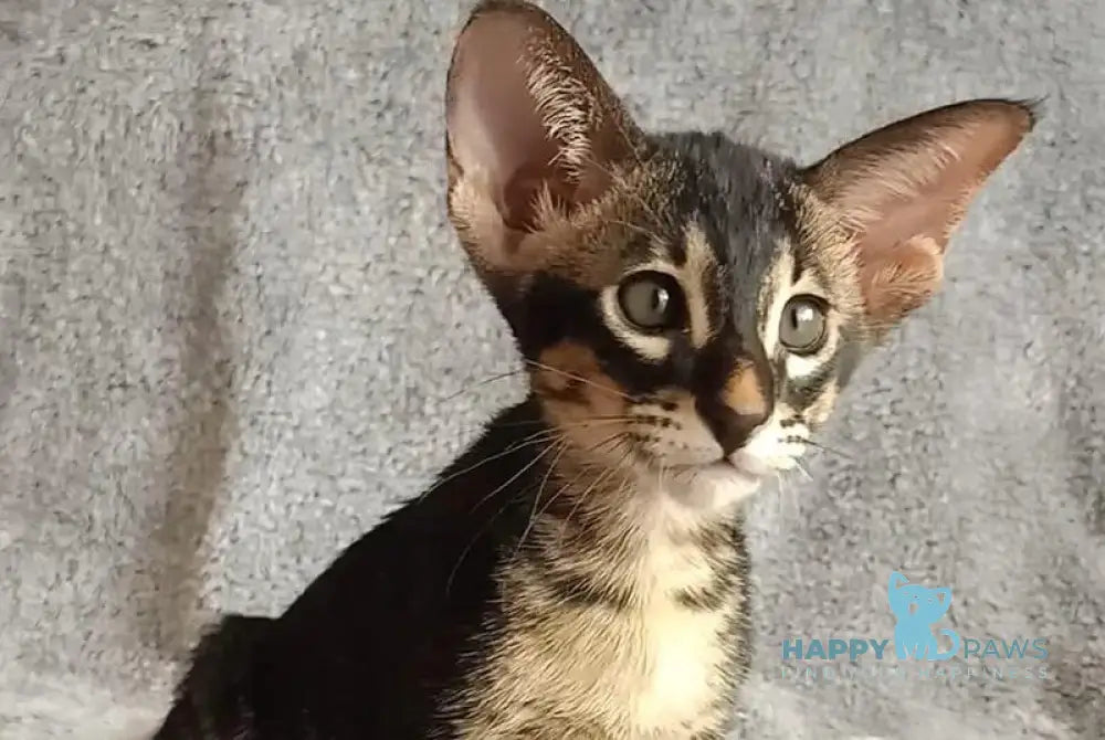 Jar Urala Oriental Shorthair male black charcoal live animals