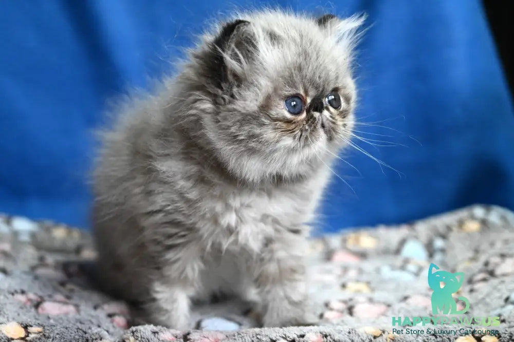 Jared Persian male black tabby pointed - live animals