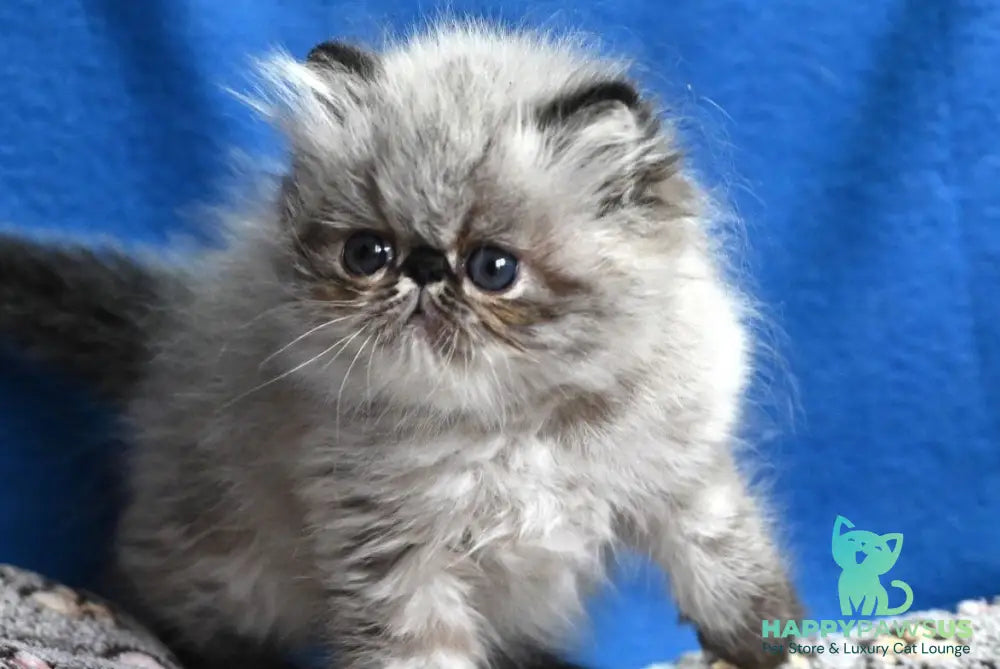 Jared Persian male black tabby pointed - live animals
