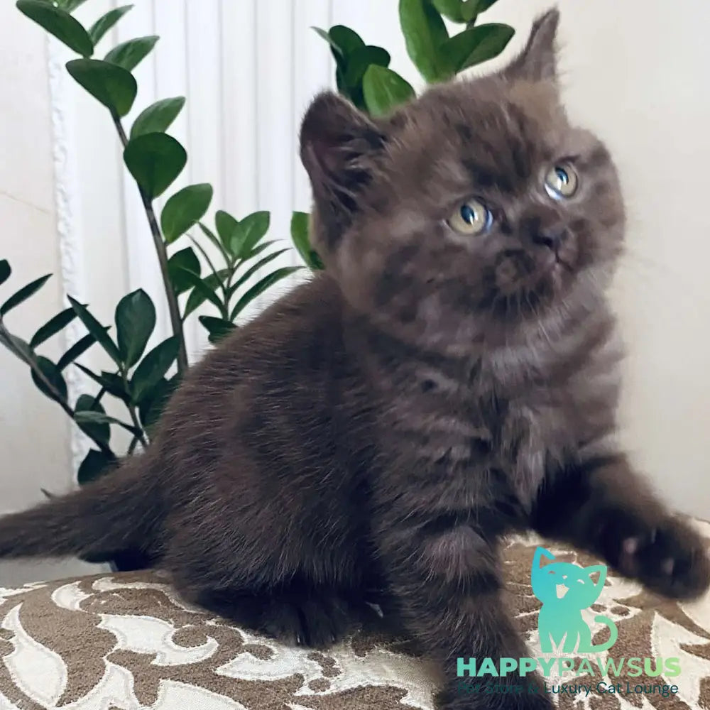 Jasmin British Shorthair female chocolate - live animals