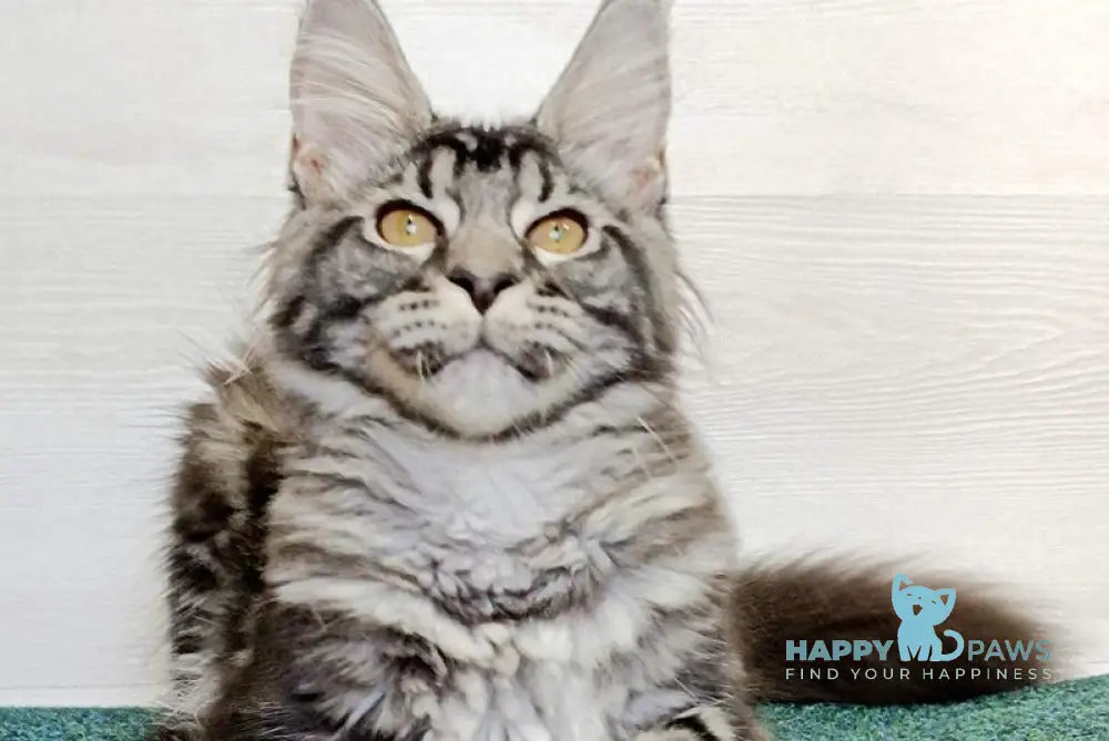 Jasmin Maine Coon female black silver tabby live animals