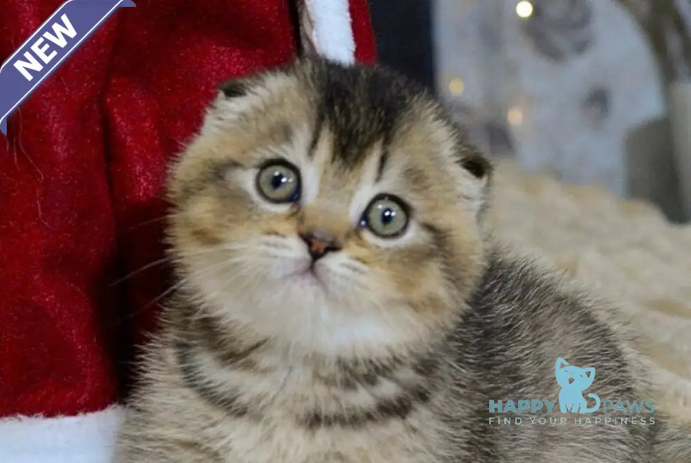 Jasmin Scottish Fold female black ticked tabby live animals