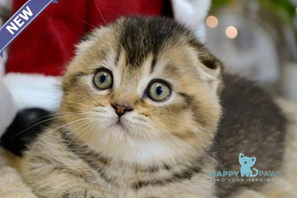 Jasmin Scottish Fold female black ticked tabby live animals