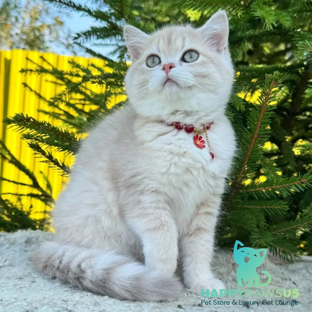 Jasmin Scottish Straight female lilac golden shaded - live animals