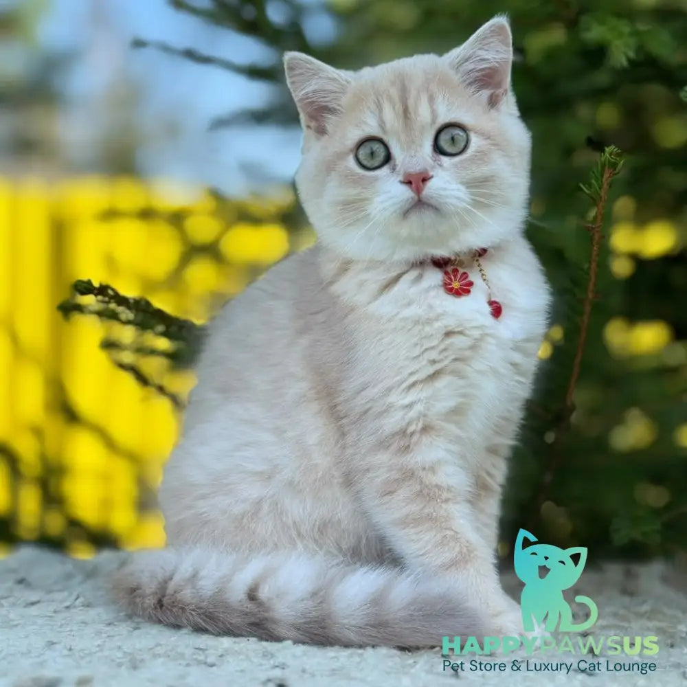 Jasmin Scottish Straight female lilac golden shaded - live animals