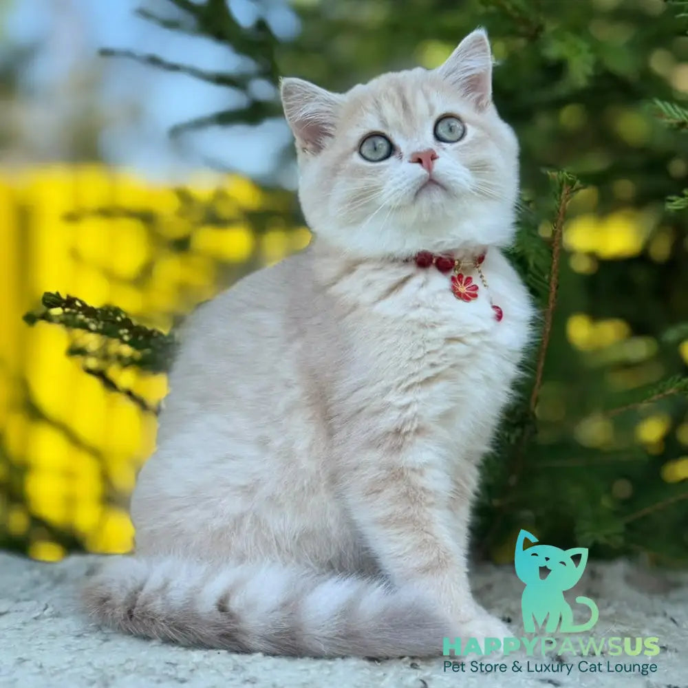 Jasmin Scottish Straight female lilac golden shaded - live animals