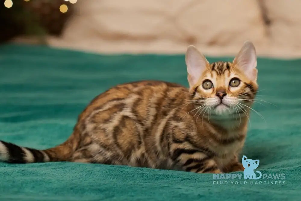 Jasmine Bengal female black spotted tabby live animals