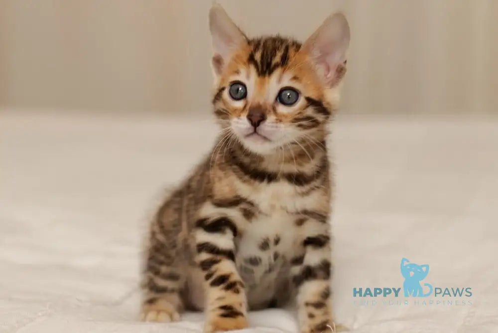 Jasmine Bengal female black spotted tabby live animals