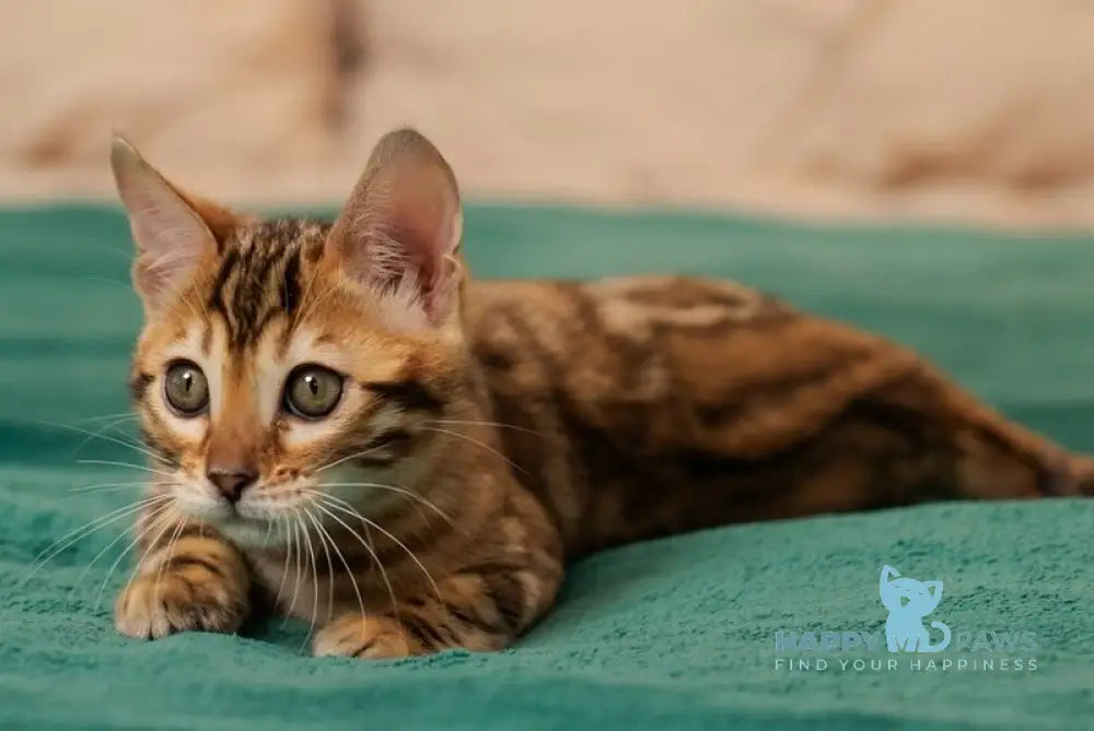 Jasmine Bengal female black spotted tabby live animals
