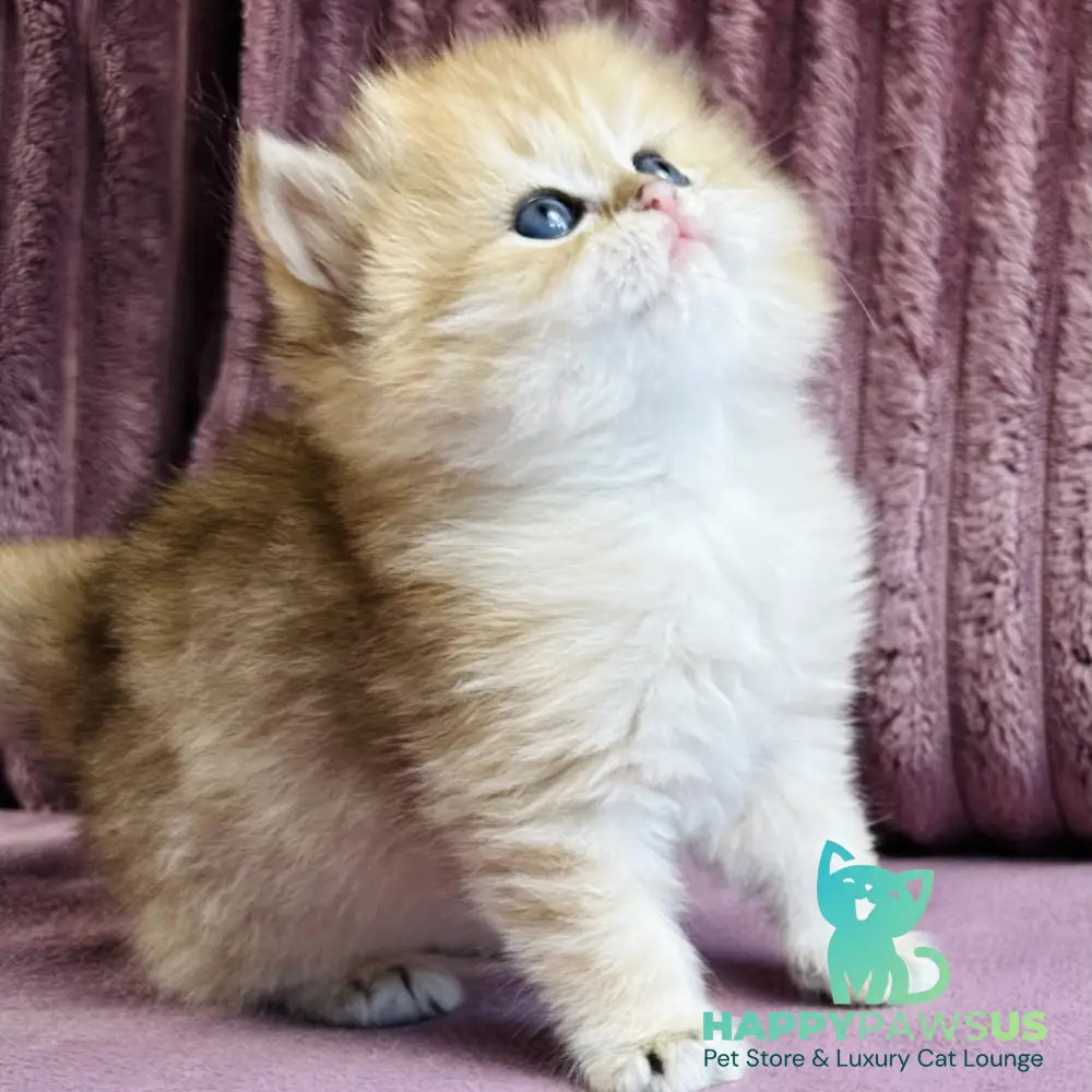 Jasmine British Longhair female black golden spotted tabby - live animals