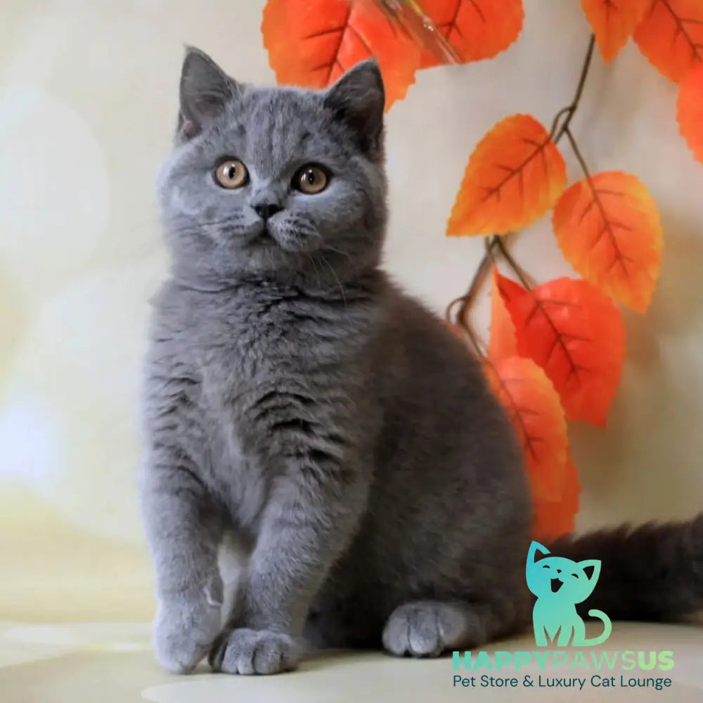 Jasmine British Shorthair female blue