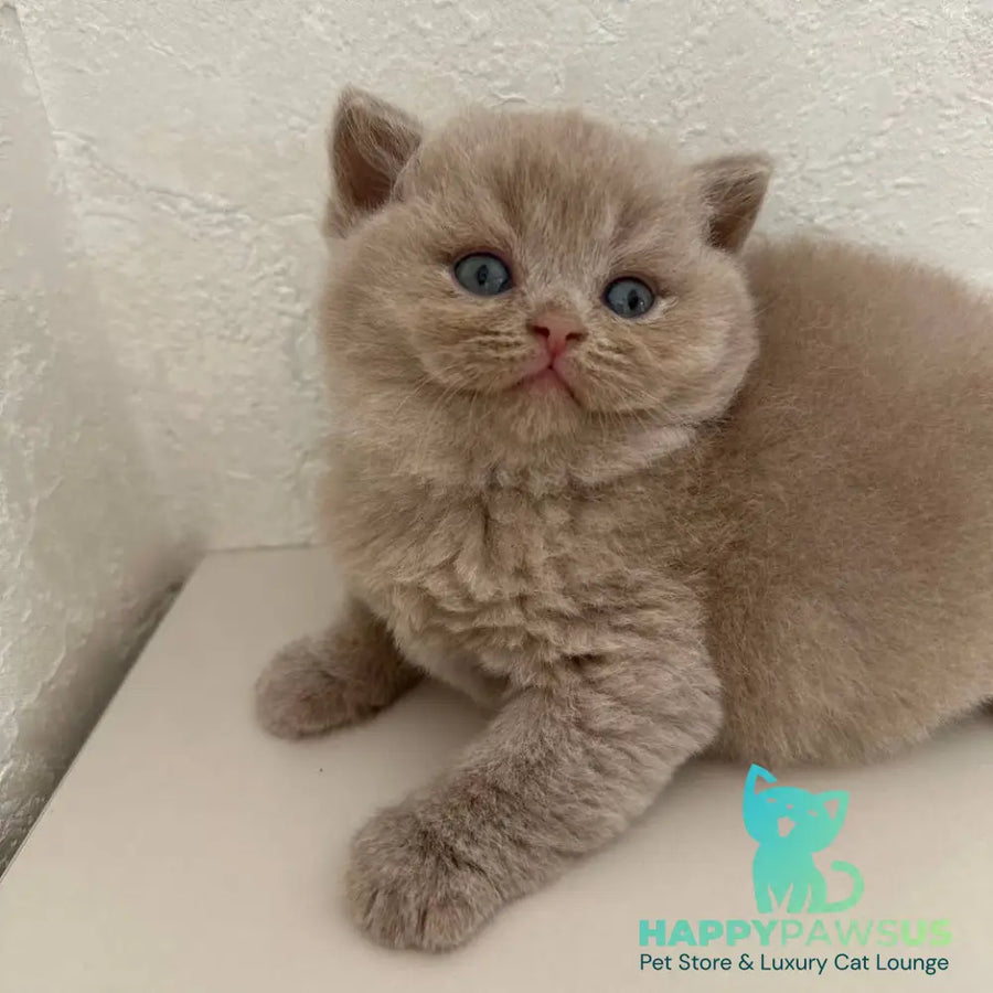 Jasmine British Shorthair female fawn - live animals