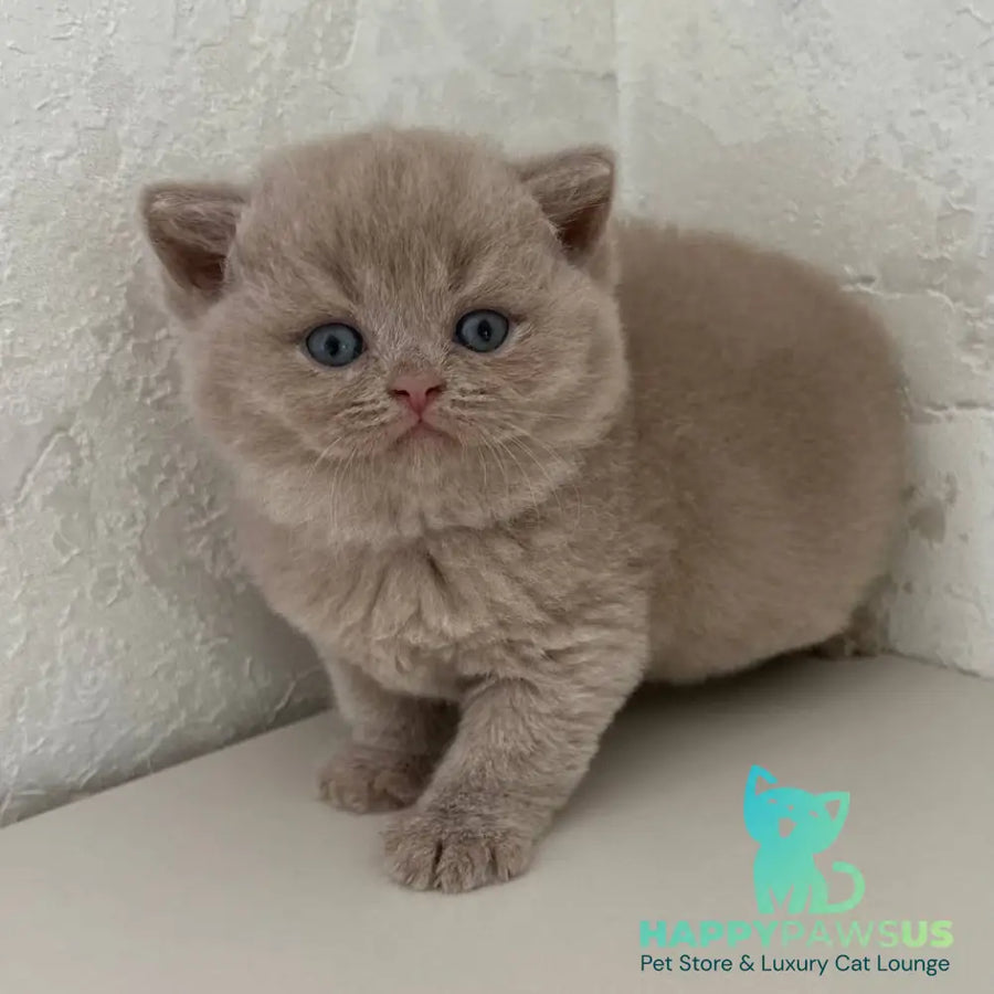 Jasmine British Shorthair female fawn - live animals