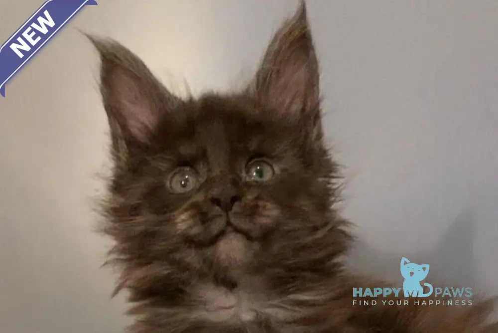 Jasmine Maine Coon female black silver live animals