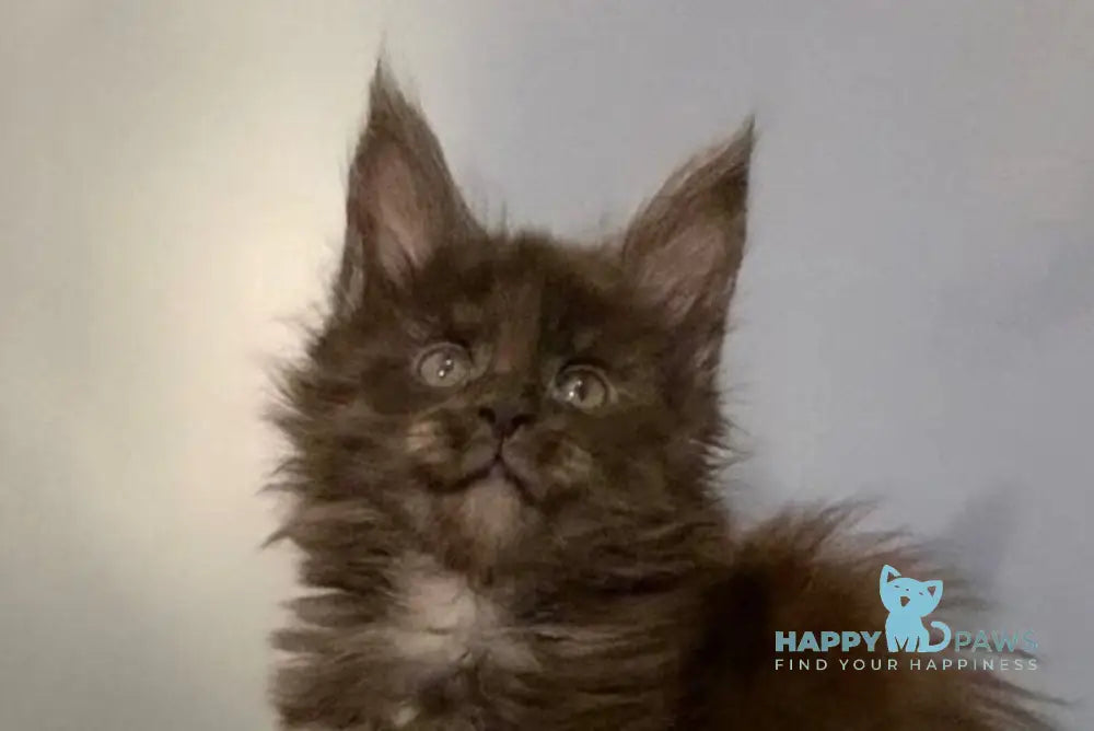 Jasmine Maine Coon female black silver live animals