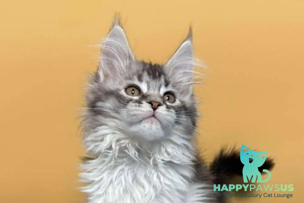 Jasmine Maine Coon female black silver ticked tabby live animals