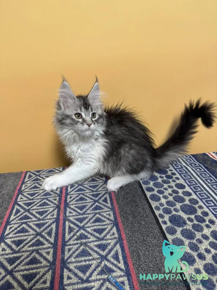 Jasmine Maine Coon female black silver ticked tabby live animals