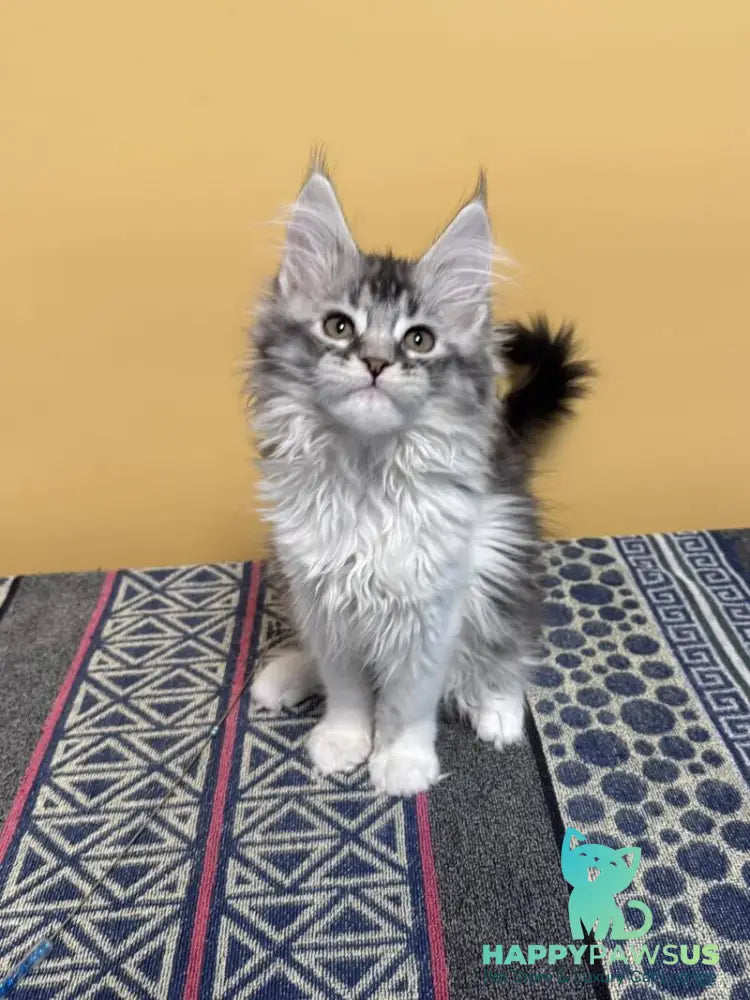 Jasmine Maine Coon female black silver ticked tabby live animals