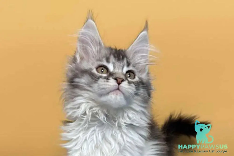 Jasmine Maine Coon female black silver ticked tabby live animals