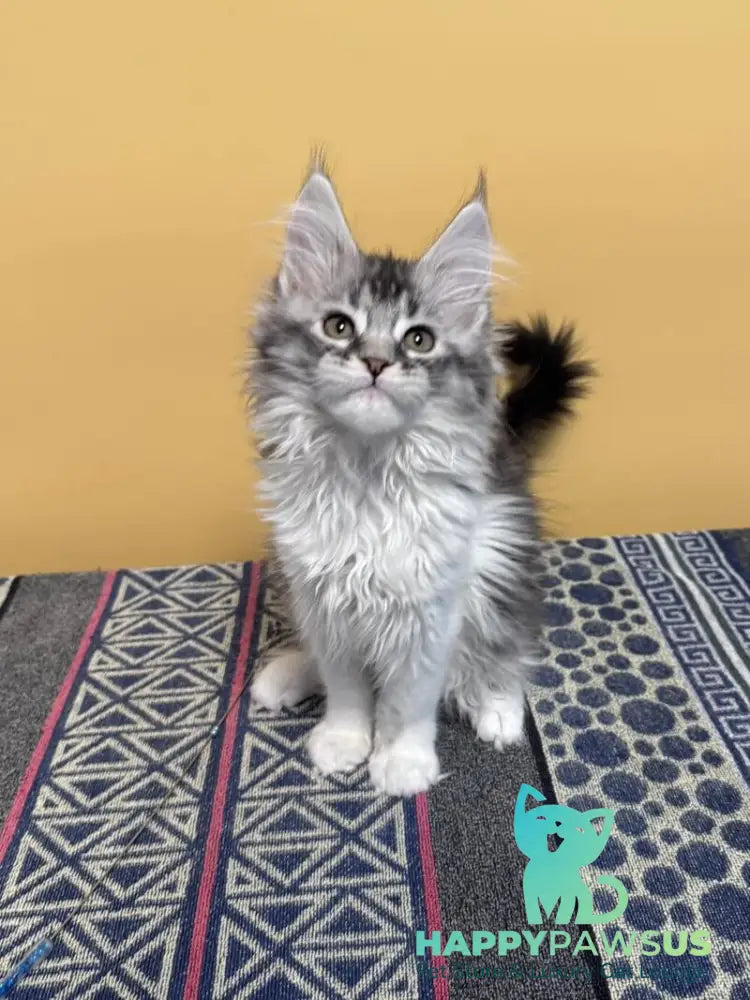 Jasmine Maine Coon female black silver ticked tabby live animals