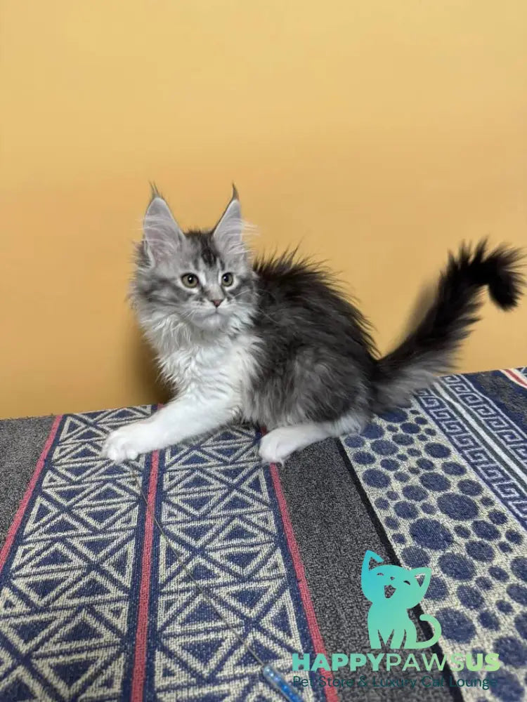 Jasmine Maine Coon female black silver ticked tabby live animals