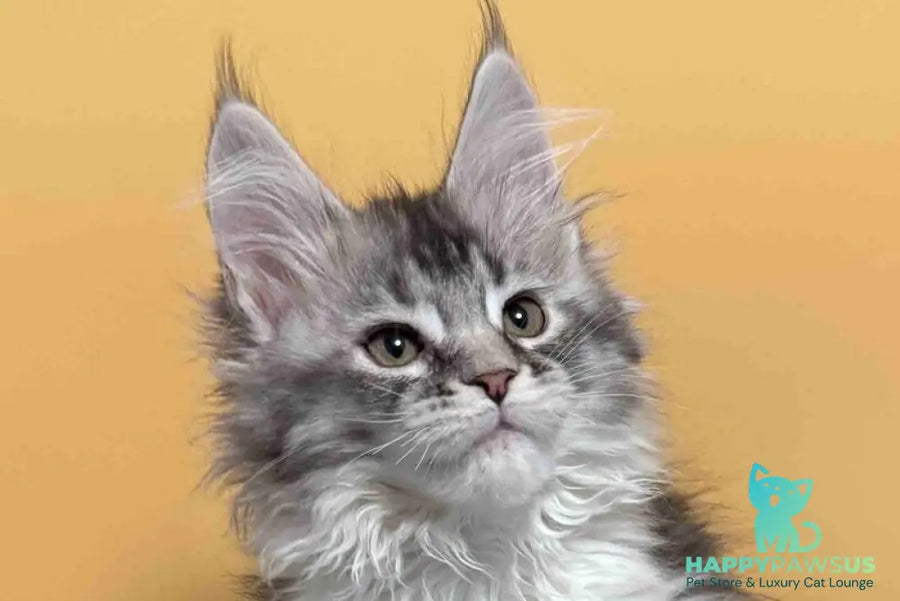Jasmine Maine Coon female black silver ticked tabby live animals
