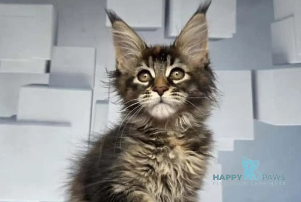 Jasmine Maine Coon female black tortie ticked tabby live animals