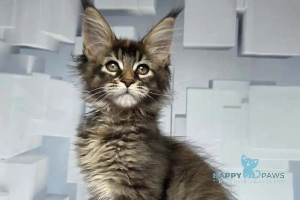 Jasmine Maine Coon female black tortie ticked tabby live animals