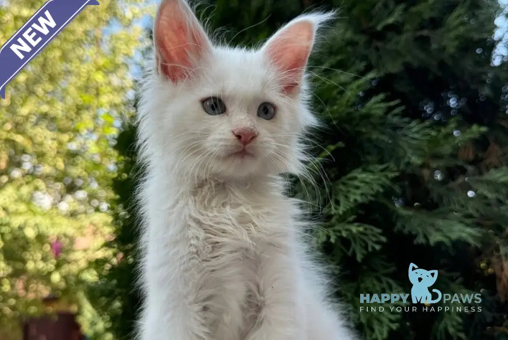 Jasmine Maine Coon female white live animals