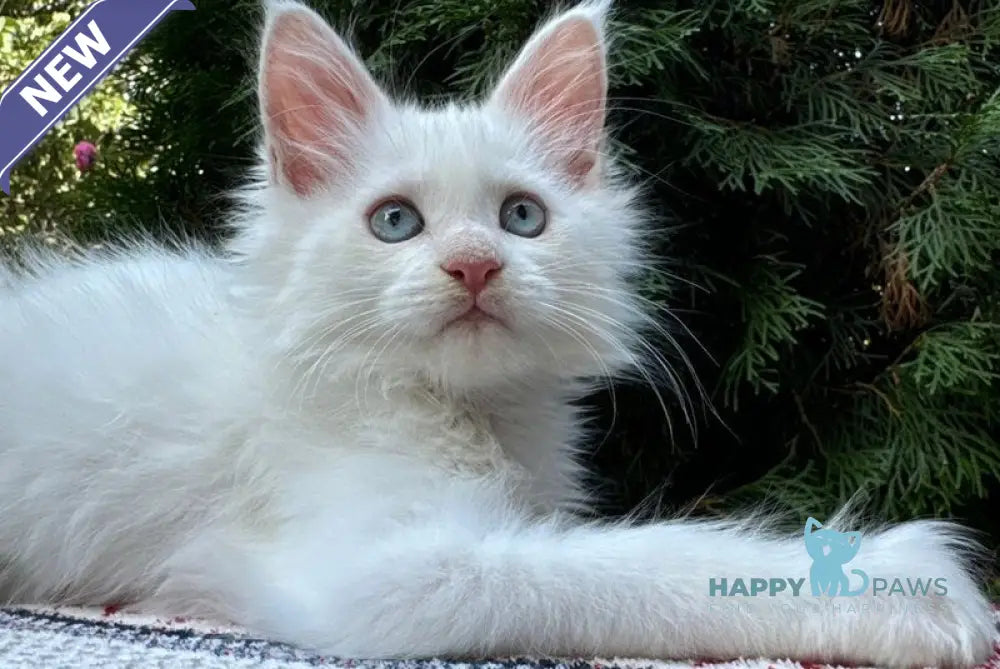 Jasmine Maine Coon female white live animals