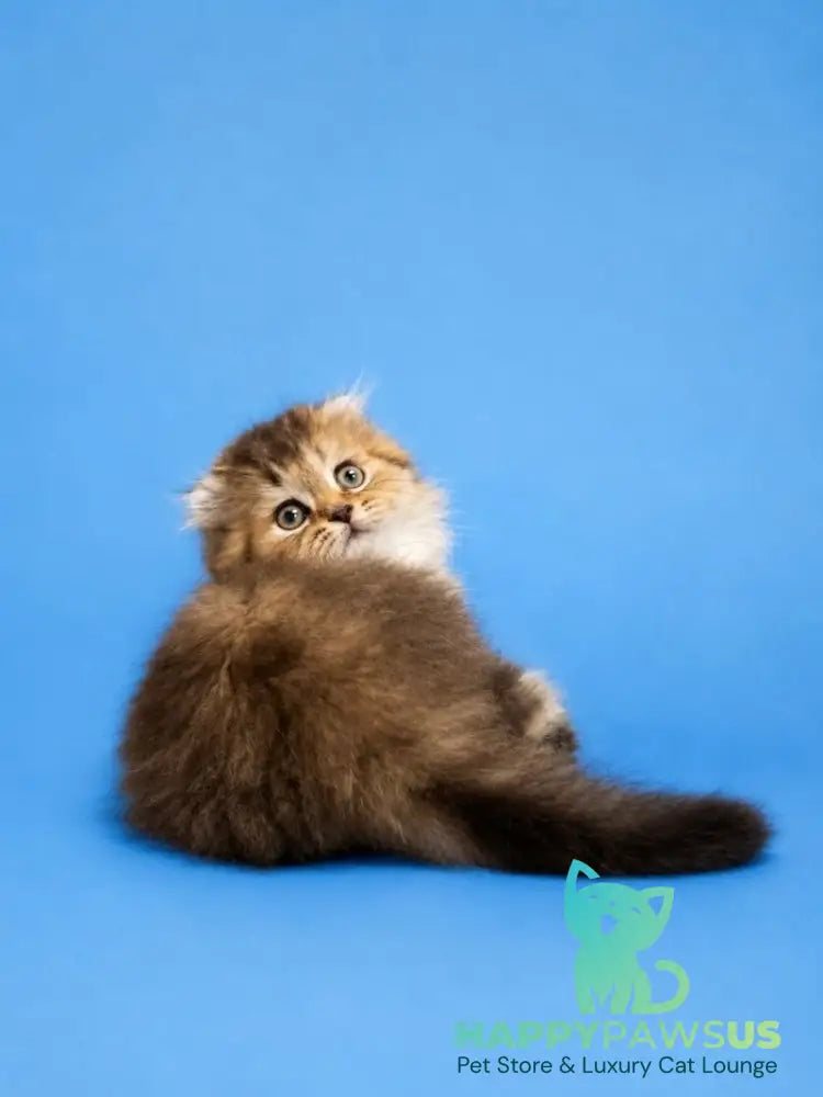Jasmine Scottish Fold female black golden ticked tabby - live animals