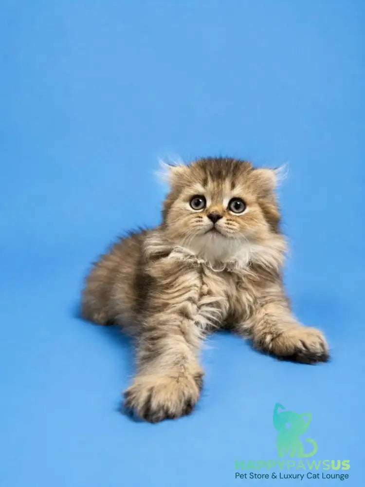 Jasmine Scottish Fold female black golden ticked tabby - live animals