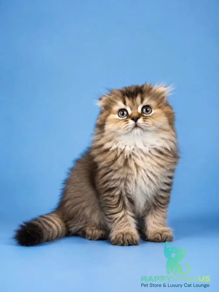 Jasmine Scottish Fold female black golden ticked tabby - live animals