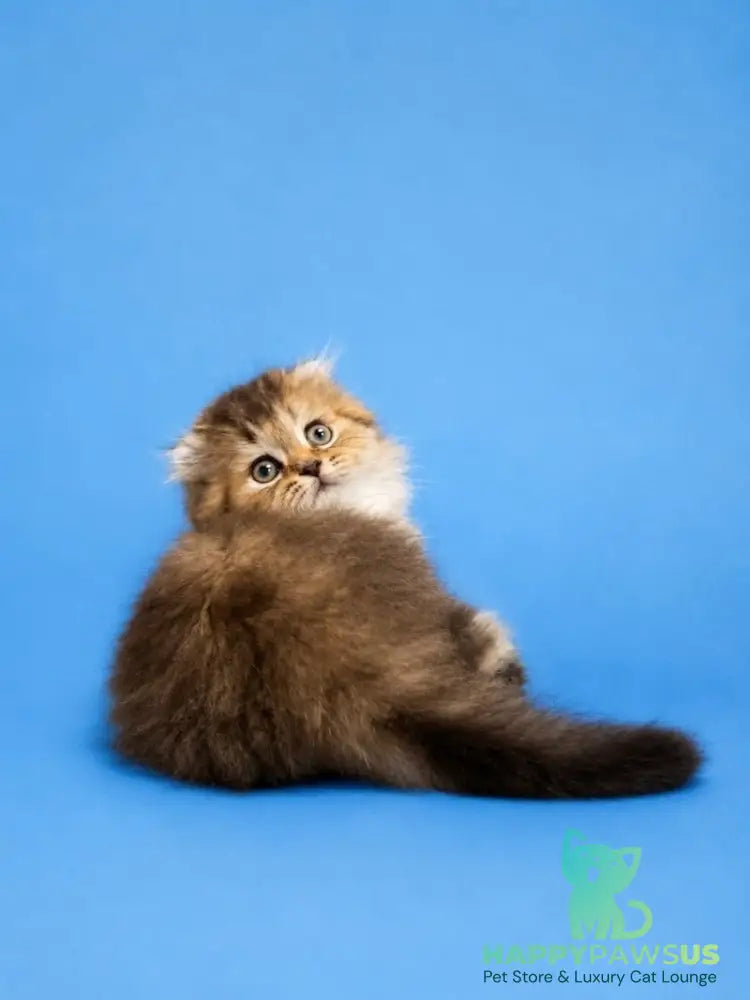 Jasmine Scottish Fold female black golden ticked tabby - live animals