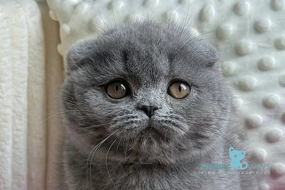 Jasmine Scottish Fold female blue live animals