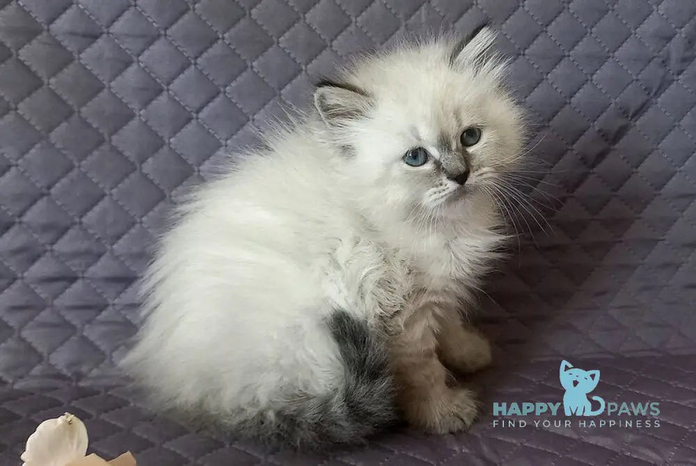 Jasmine Siberian female black tabby pointed live animals