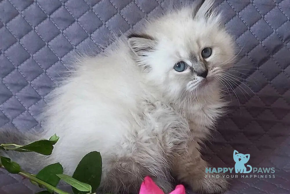 Jasmine Siberian female black tabby pointed live animals