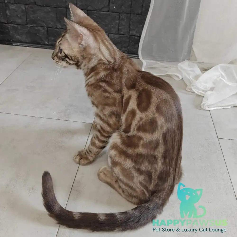Jason Bengal male black amber spotted tabby pointed - live animals