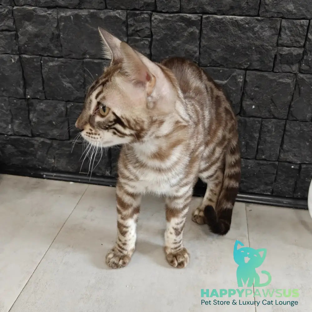 Jason Bengal male black amber spotted tabby pointed - live animals