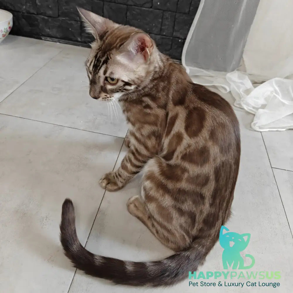 Jason Bengal male black amber spotted tabby pointed - live animals